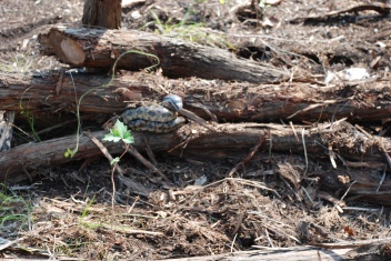 2009-05-31-01-Snake.jpg
